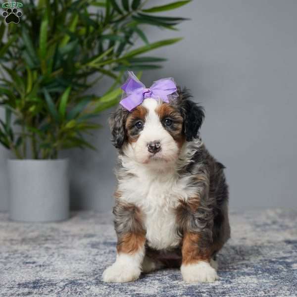 Tasha, Mini Bernedoodle Puppy